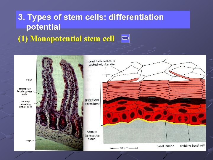 3. Types of stem cells: differentiation potential (1) Monopotential stem cell 