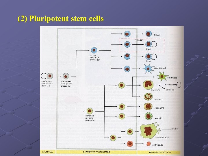 (2) Pluripotent stem cells 