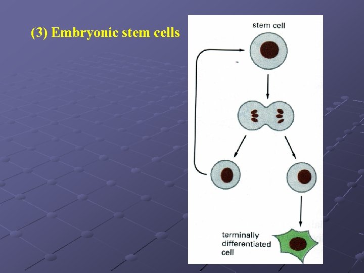 (3) Embryonic stem cells 