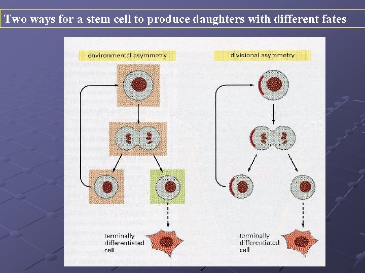 Two ways for a stem cell to produce daughters with different fates 