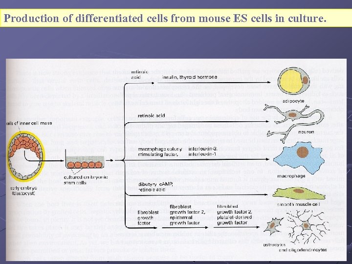 Production of differentiated cells from mouse ES cells in culture. 