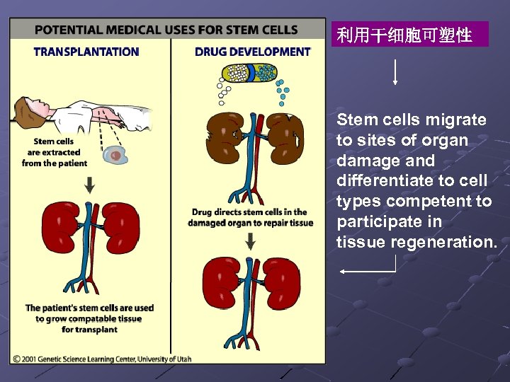 利用干细胞可塑性 Stem cells migrate to sites of organ damage and differentiate to cell types