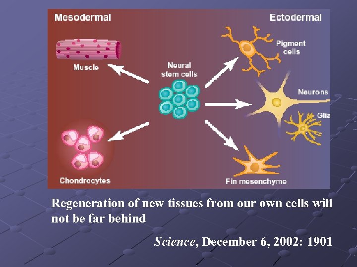 Regeneration of new tissues from our own cells will not be far behind Science,