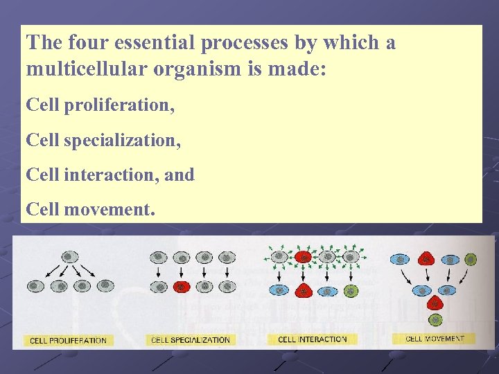 The four essential processes by which a multicellular organism is made: Cell proliferation, Cell