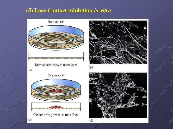 (5) Lose Contact inhibition in vitro 