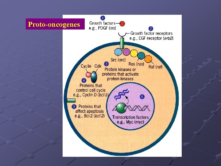 Proto-oncogenes 