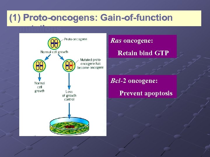 (1) Proto-oncogens: Gain-of-function mutations Ras oncogene: Retain bind GTP Bcl-2 oncogene: Prevent apoptosis 