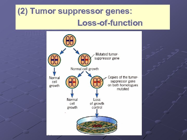 (2) Tumor suppressor genes: Loss-of-function mutations 