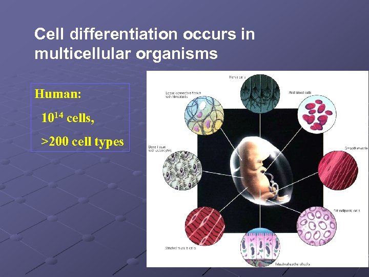 Cell differentiation occurs in multicellular organisms Human: 1014 cells, >200 cell types 