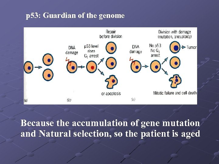 p 53: Guardian of the genome Because the accumulation of gene mutation and Natural