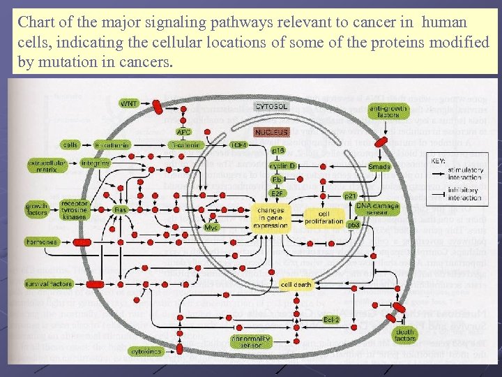 Chart of the major signaling pathways relevant to cancer in human cells, indicating the