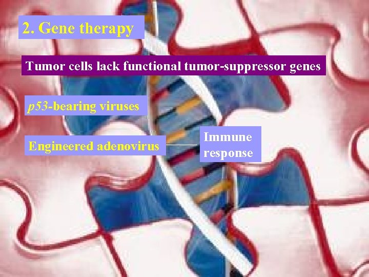 2. Gene therapy Tumor cells lack functional tumor-suppressor genes p 53 -bearing viruses Engineered