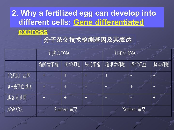 2. Why a fertilized egg can develop into different cells: Gene differentiated express 分子杂交技术检测基因及其表达