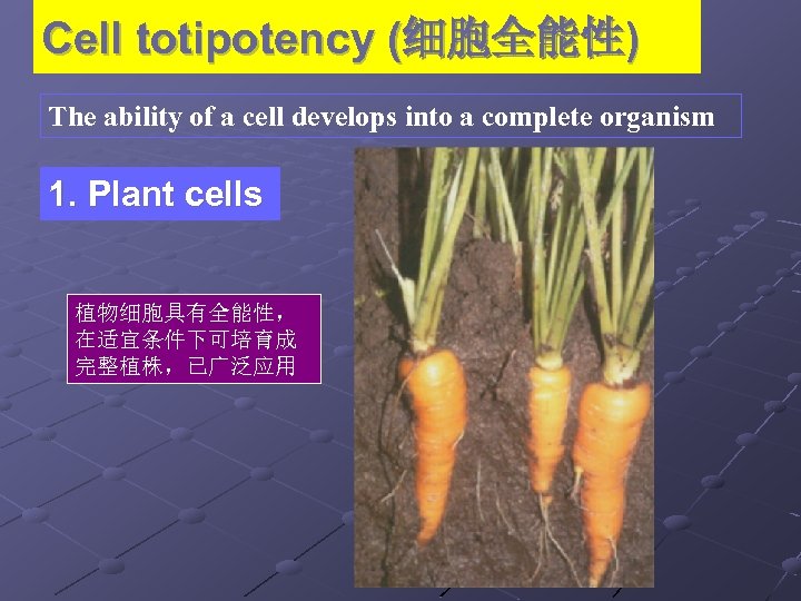 Cell totipotency (细胞全能性) The ability of a cell develops into a complete organism 1.