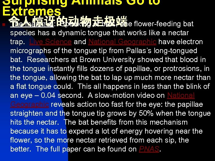 Surprising Animals Go to Extremes n 令人惊讶的动物走极端 The mammal: Speaking of bats, one flower-feeding