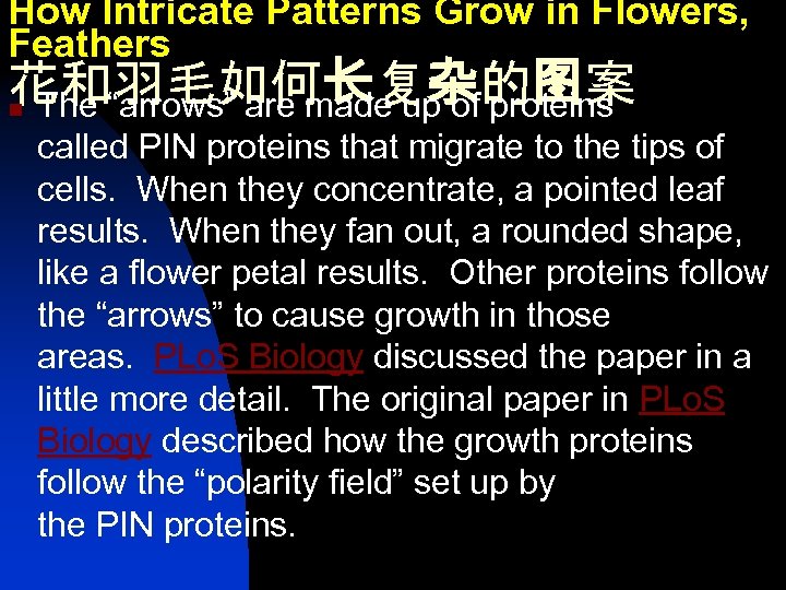 How Intricate Patterns Grow in Flowers, Feathers 花和羽毛如何长复杂的图案 n The “arrows” are made up