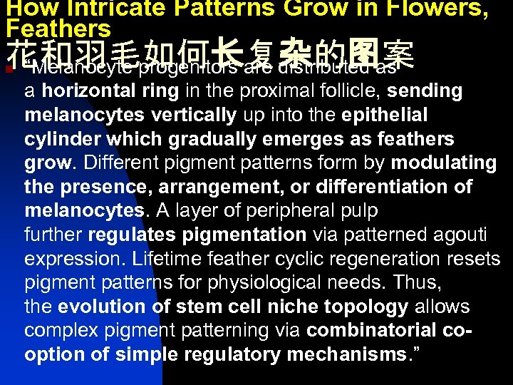 How Intricate Patterns Grow in Flowers, Feathers 花和羽毛如何长复杂的图案 “Melanocyte progenitors are distributed as n