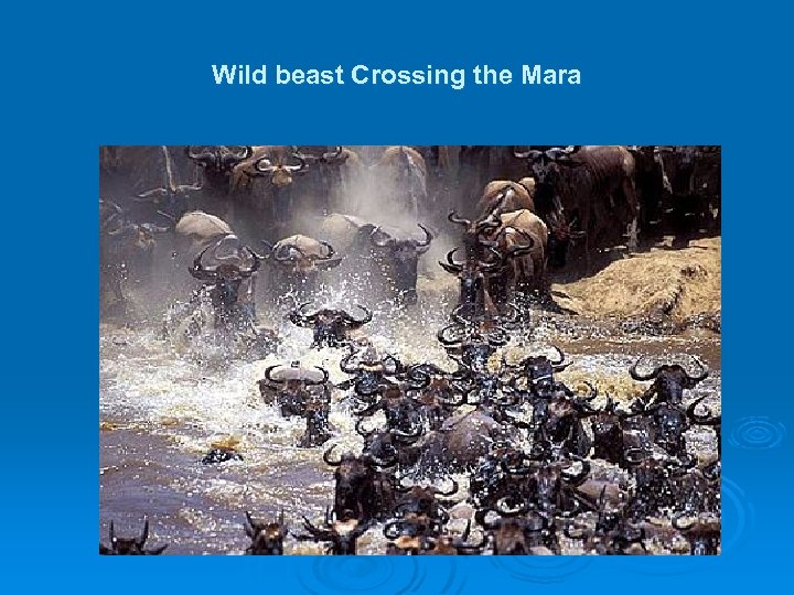 Wild beast Crossing the Mara 