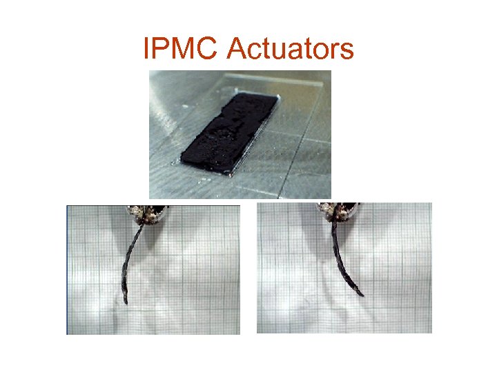 IPMC Actuators 