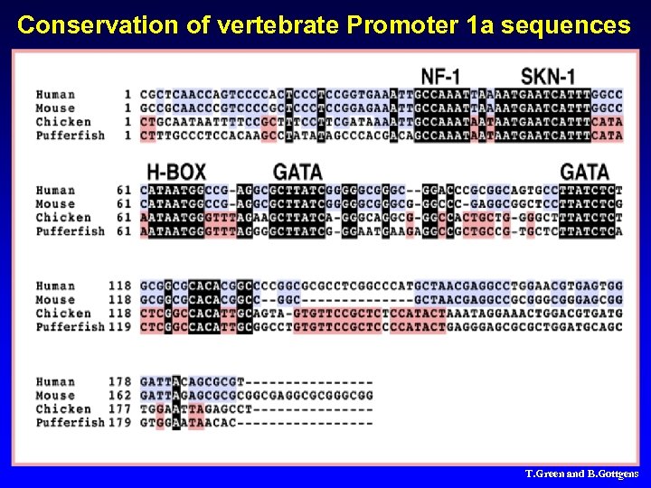 Conservation of vertebrate Promoter 1 a sequences T. Green and B. Gottgens 
