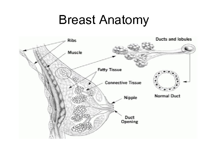 Breast Anatomy 