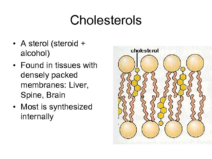 Cholesterols • A sterol (steroid + alcohol) • Found in tissues with densely packed