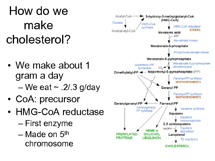 How do we make cholesterol? • We make about 1 gram a day –