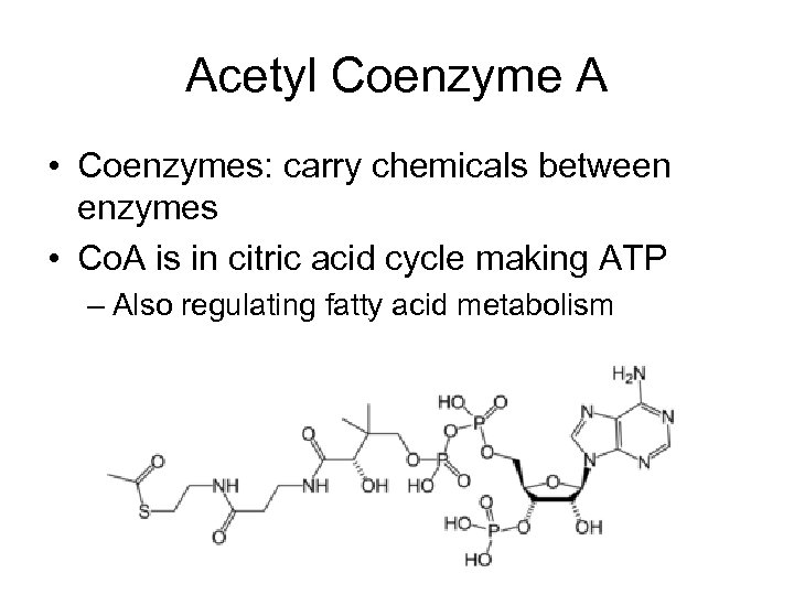 Acetyl Coenzyme A • Coenzymes: carry chemicals between enzymes • Co. A is in