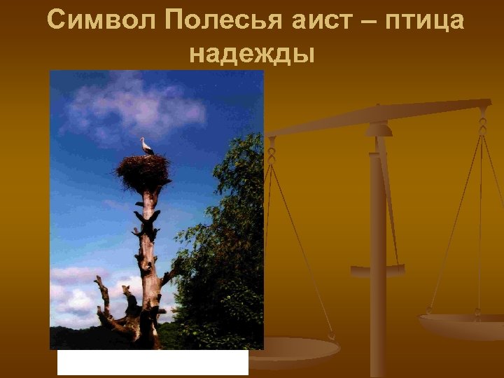 Символ Полесья аист – птица надежды Фото 5. Символ Полесья аист – птица надежды