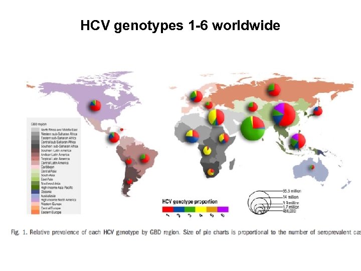 HCV genotypes 1 -6 worldwide 