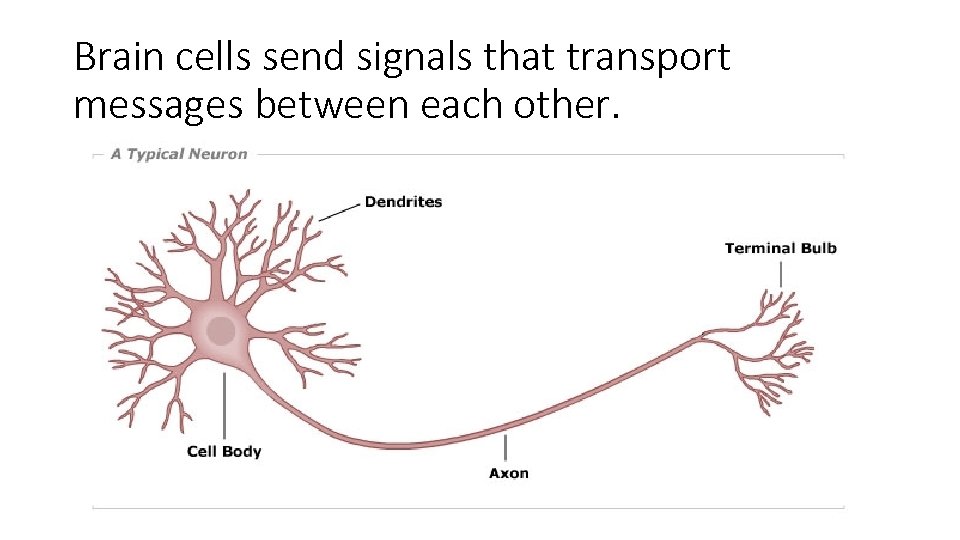Brain cells send signals that transport messages between each other. 