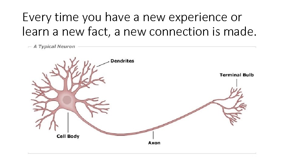 Every time you have a new experience or learn a new fact, a new
