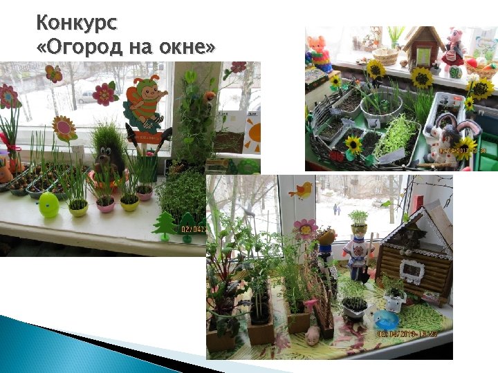 Конкурс «Огород на окне» 