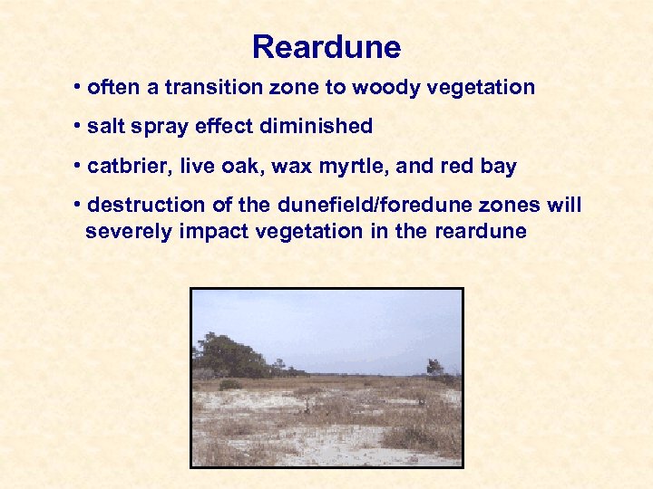 Reardune • often a transition zone to woody vegetation • salt spray effect diminished