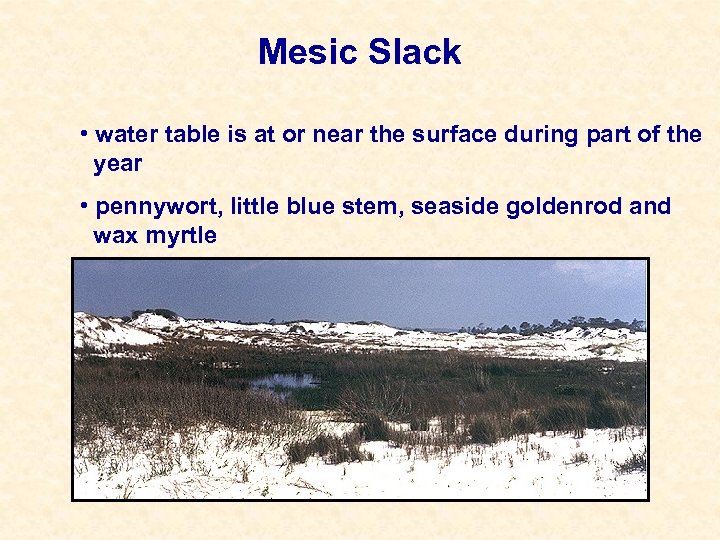 Mesic Slack • water table is at or near the surface during part of