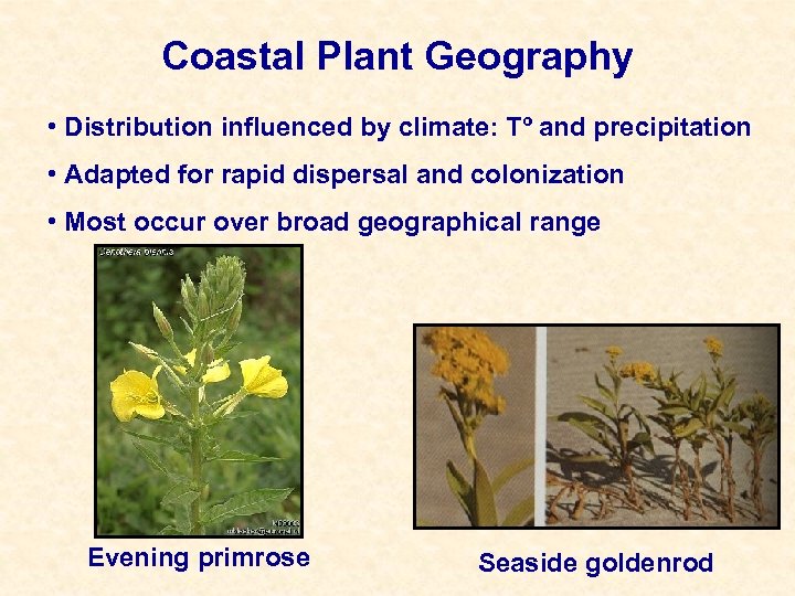 Coastal Plant Geography • Distribution influenced by climate: Tº and precipitation • Adapted for
