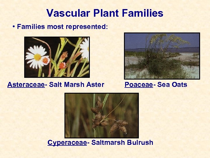Vascular Plant Families • Families most represented: Asteraceae- Salt Marsh Aster Poaceae- Sea Oats