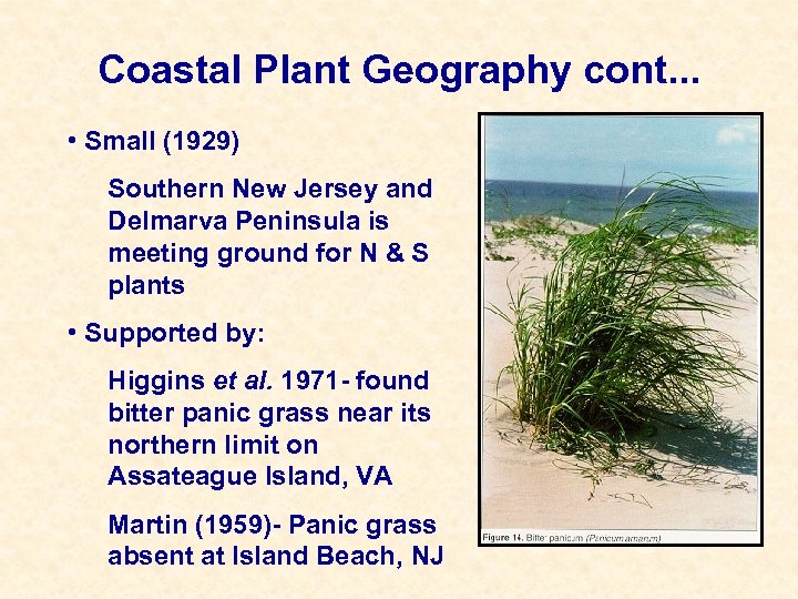 Coastal Plant Geography cont. . . • Small (1929) Southern New Jersey and Delmarva