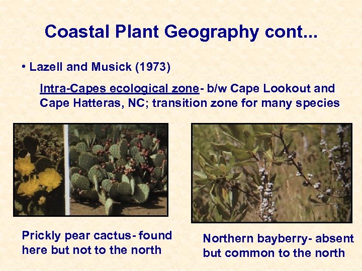 Coastal Plant Geography cont. . . • Lazell and Musick (1973) Intra-Capes ecological zone-