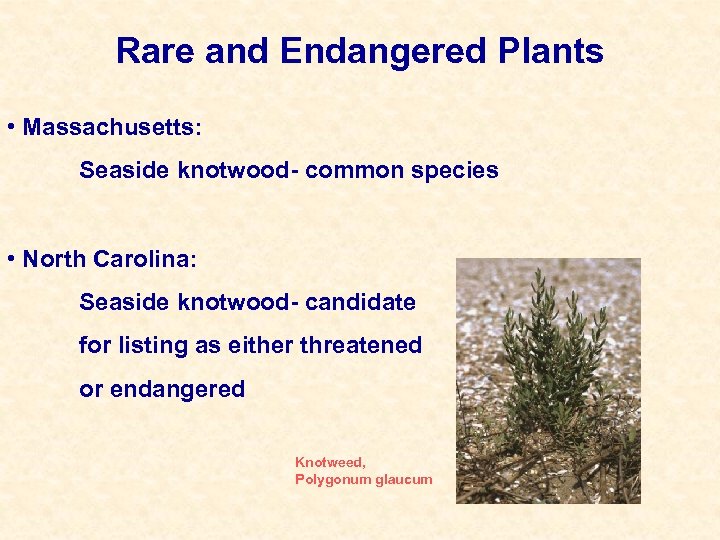 Rare and Endangered Plants • Massachusetts: Seaside knotwood- common species • North Carolina: Seaside