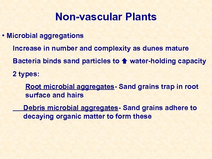 Non-vascular Plants • Microbial aggregations Increase in number and complexity as dunes mature Bacteria