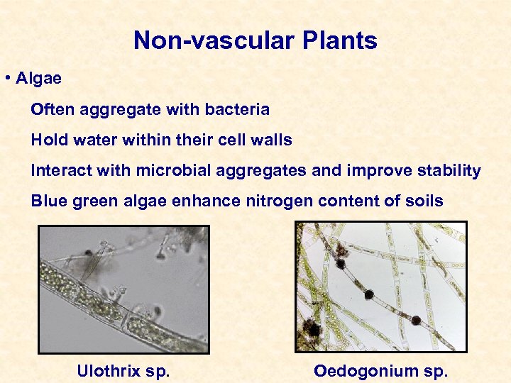 Non-vascular Plants • Algae Often aggregate with bacteria Hold water within their cell walls