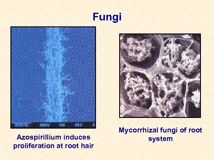 Fungi Azospirillium induces proliferation at root hair Mycorrhizal fungi of root system 