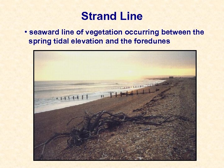 Strand Line • seaward line of vegetation occurring between the spring tidal elevation and