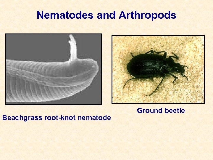 Nematodes and Arthropods Beachgrass root-knot nematode Ground beetle 