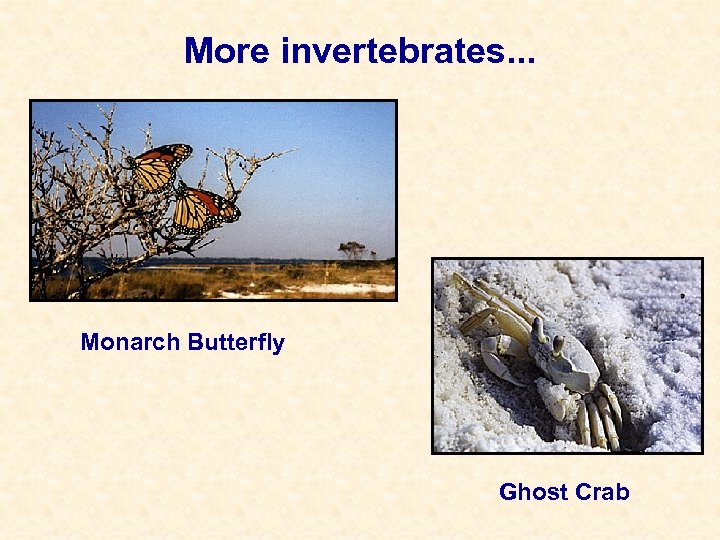 More invertebrates. . . Monarch Butterfly Ghost Crab 