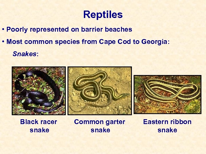 Reptiles • Poorly represented on barrier beaches • Most common species from Cape Cod