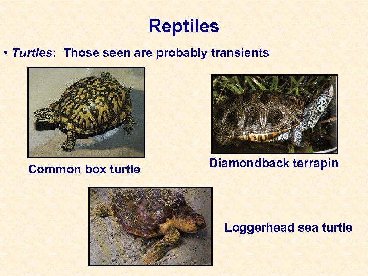 Reptiles • Turtles: Those seen are probably transients Common box turtle Diamondback terrapin Loggerhead