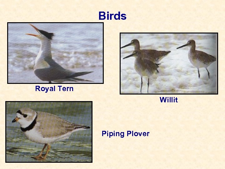 Birds Royal Tern Willit Piping Plover 