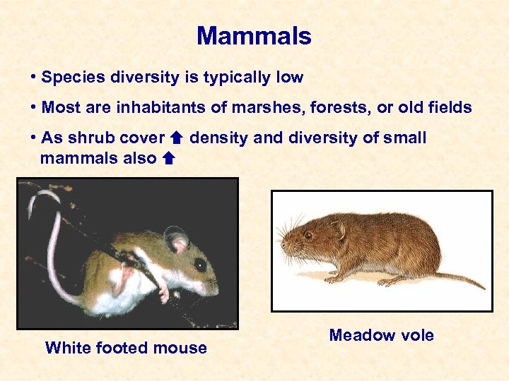 Mammals • Species diversity is typically low • Most are inhabitants of marshes, forests,